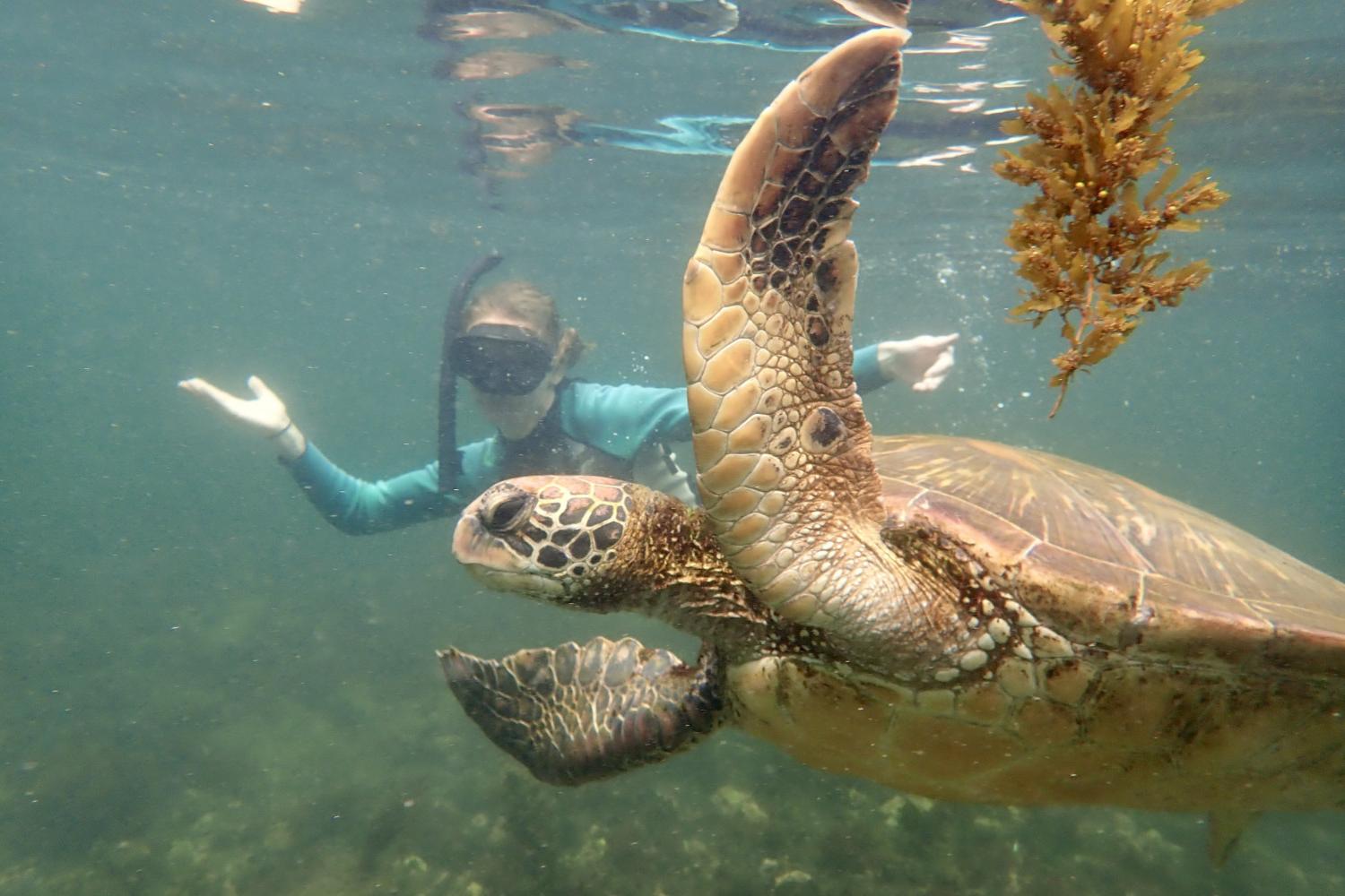 一名<a href='http://xluc.ngskmc-eis.net'>博彩网址大全</a>学生在Galápagos群岛游学途中与一只巨龟游泳.